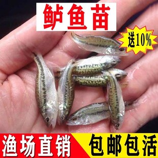 淡水鲈鱼苗养殖加州鲈鱼大口黑鲈鱼优质十公分路亚苗冷水鲈鱼苗