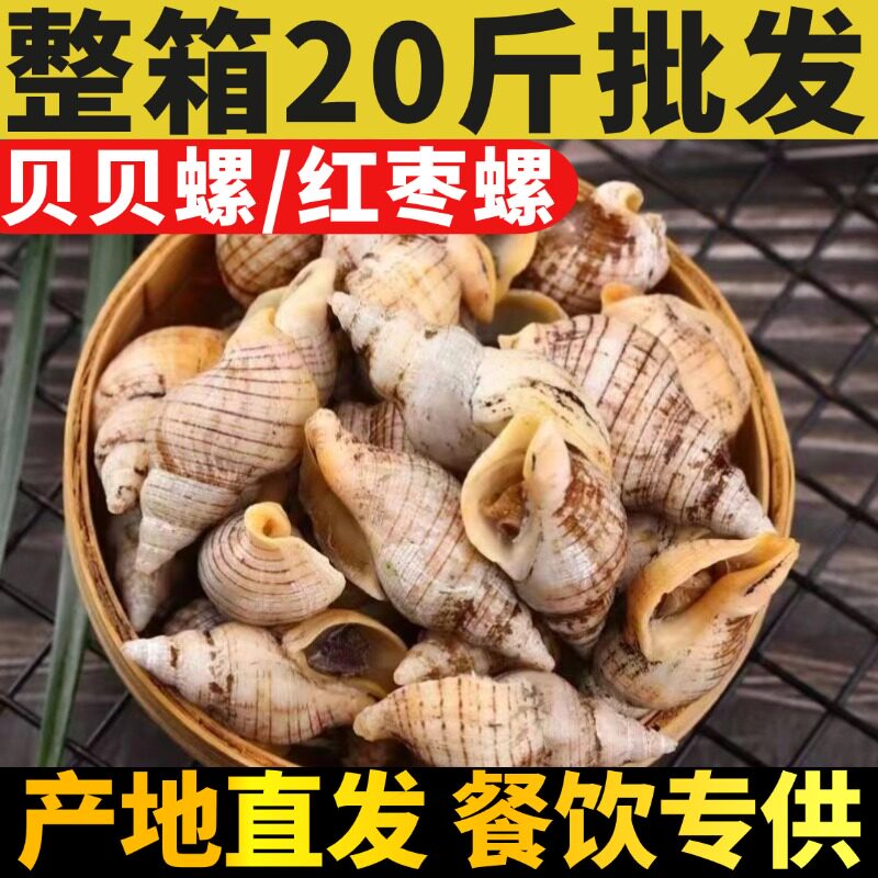 红枣螺白玉螺贝贝螺花螺小海螺丝海瓜子新鲜贝类捞汁商用海鲜水产