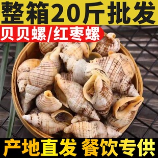 红枣螺白玉螺贝贝螺花螺小海螺丝海瓜子新鲜贝类捞汁商用海鲜水产