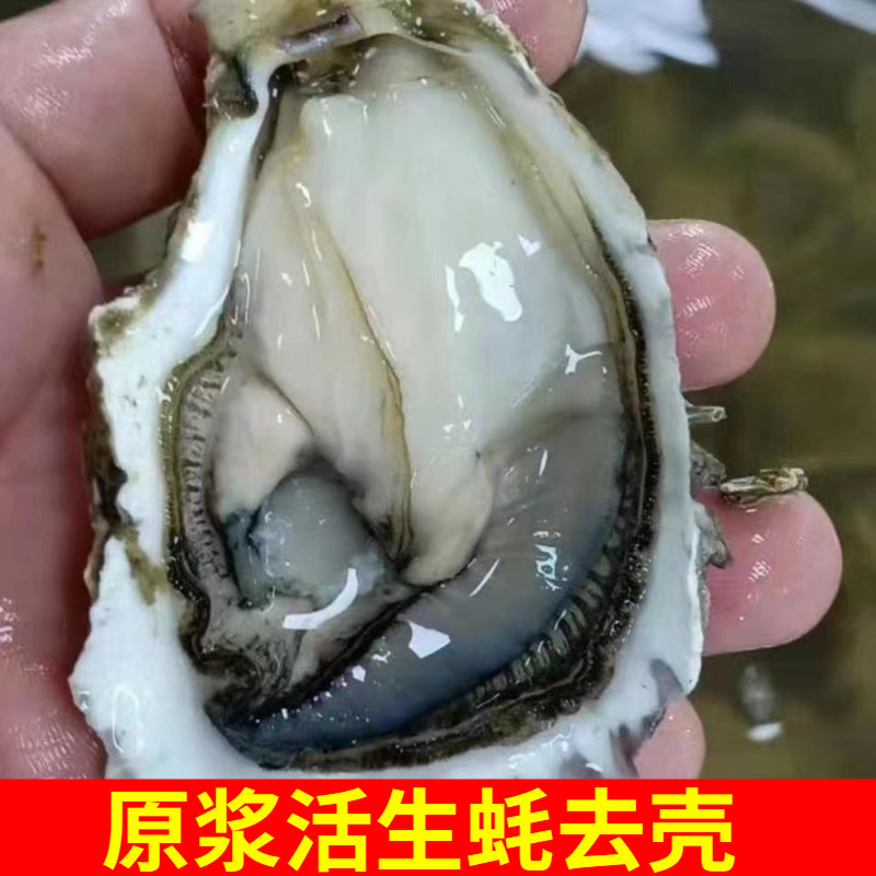 半壳生蚝冻商用冷冻烧烤食材批半开壳发整箱90粒8-10cm2两一半壳
