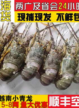 大规格性价比高活冻小青龙