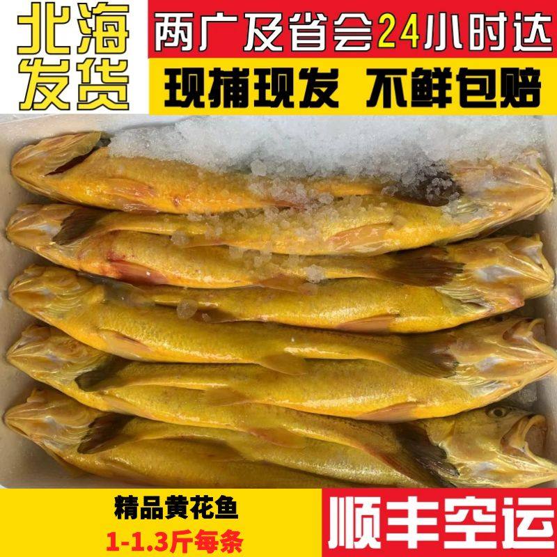 北海海捕黄花鱼冰鲜3斤2-3条天然大黄鱼750g每条三斤新鲜顺丰包邮