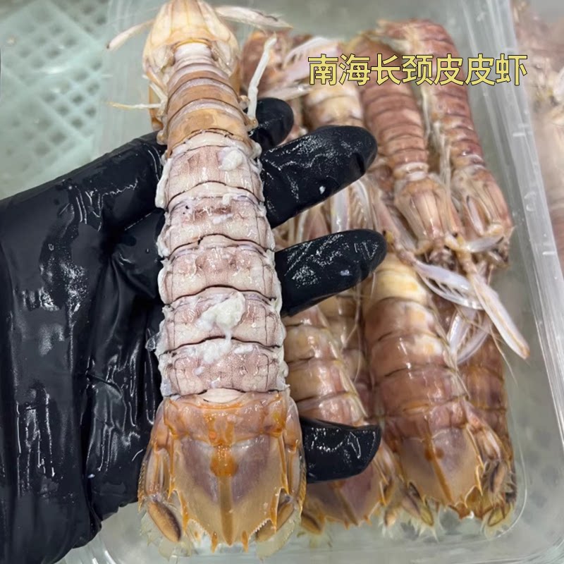 涠洲岛产长颈皮皮虾新鲜活煮濑尿虾个大饱满非北方虾姑爬爬虾水产