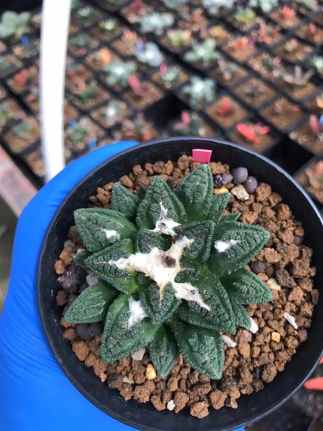 实生辛顿牡丹5.6cm