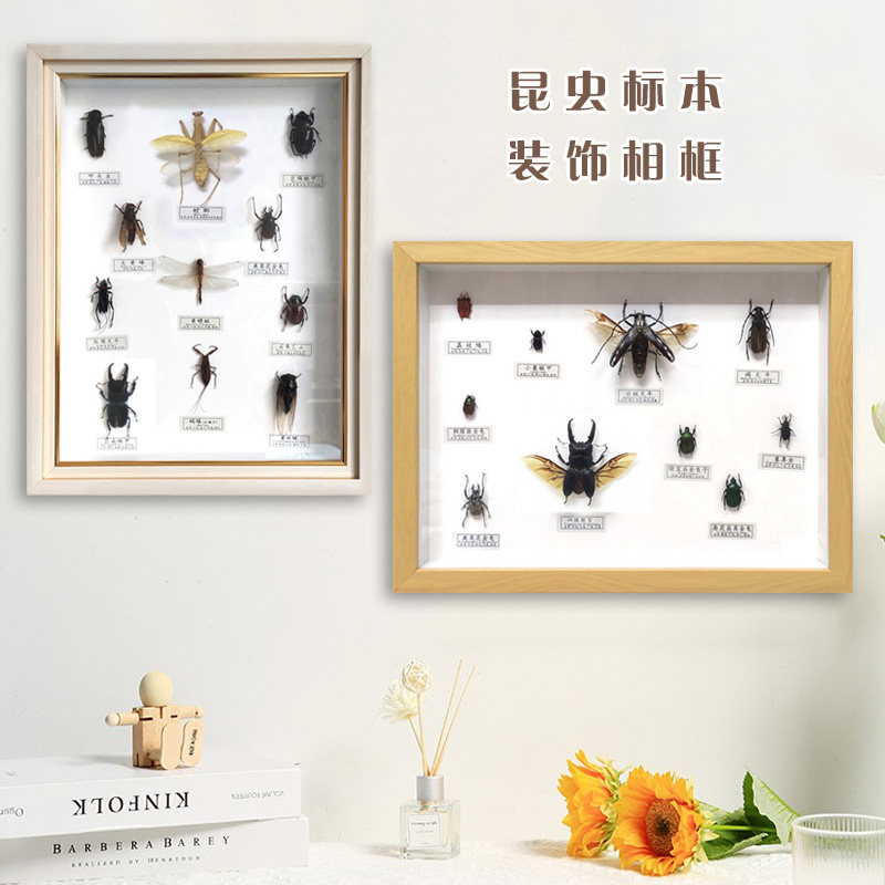 艺蝶飞锹甲蜻蜓金龟标本新品特价图片