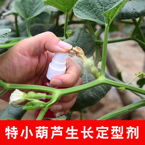 草李金手捻小葫芦授粉定型药水生长定形剂迷你天津嘴小八宝三庭亭