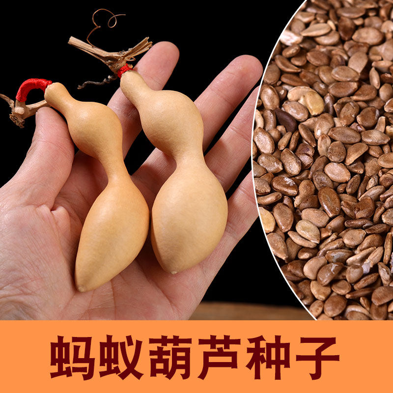 蚂蚁葫芦种子天津嘴三庭葫芦籽大小八宝葫芦种籽阳台观赏四季盆栽