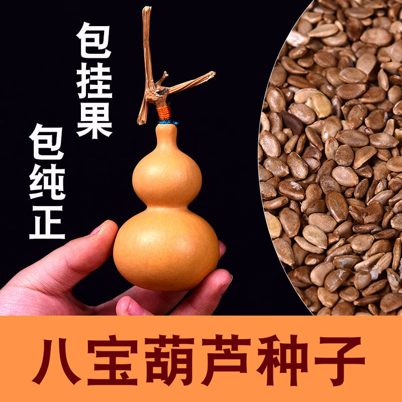 天然长嘴小八宝葫芦种子手捻天津家庭园艺种子