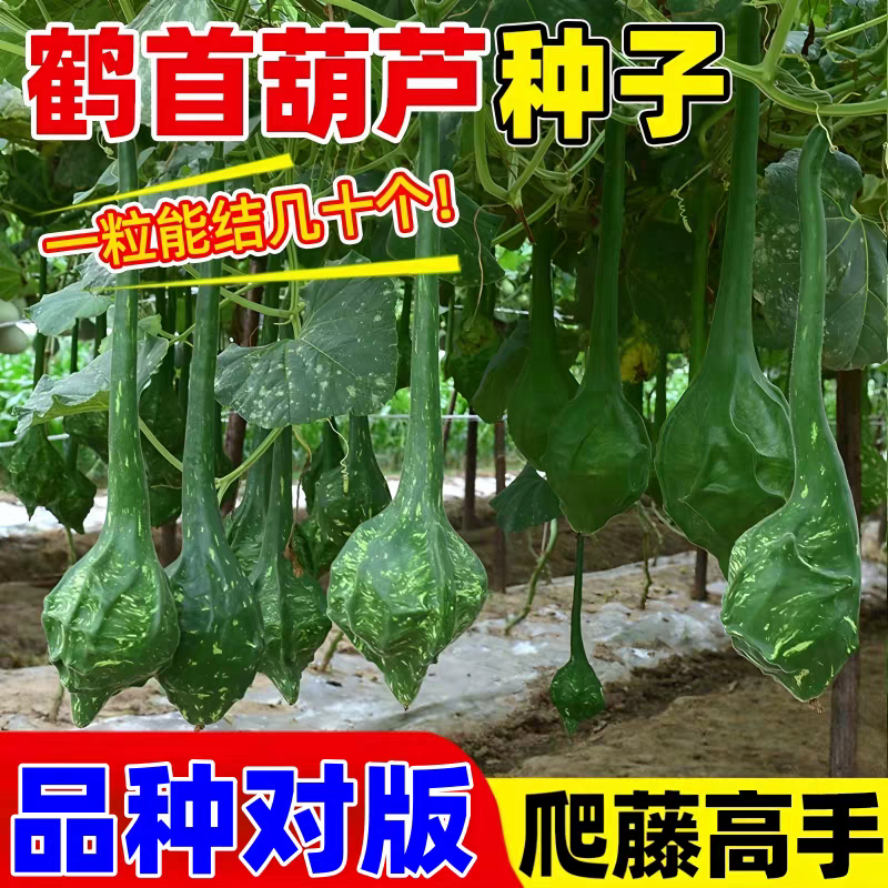帝王鹤首葫芦种子天鹅葫芦种孑瓢胡芦长柄大油锤葫芦种籽瓠子观赏