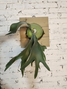 A20Platycerium tomkla DW 童克拉 DW D鹿x爪哇 叶脉清晰品种