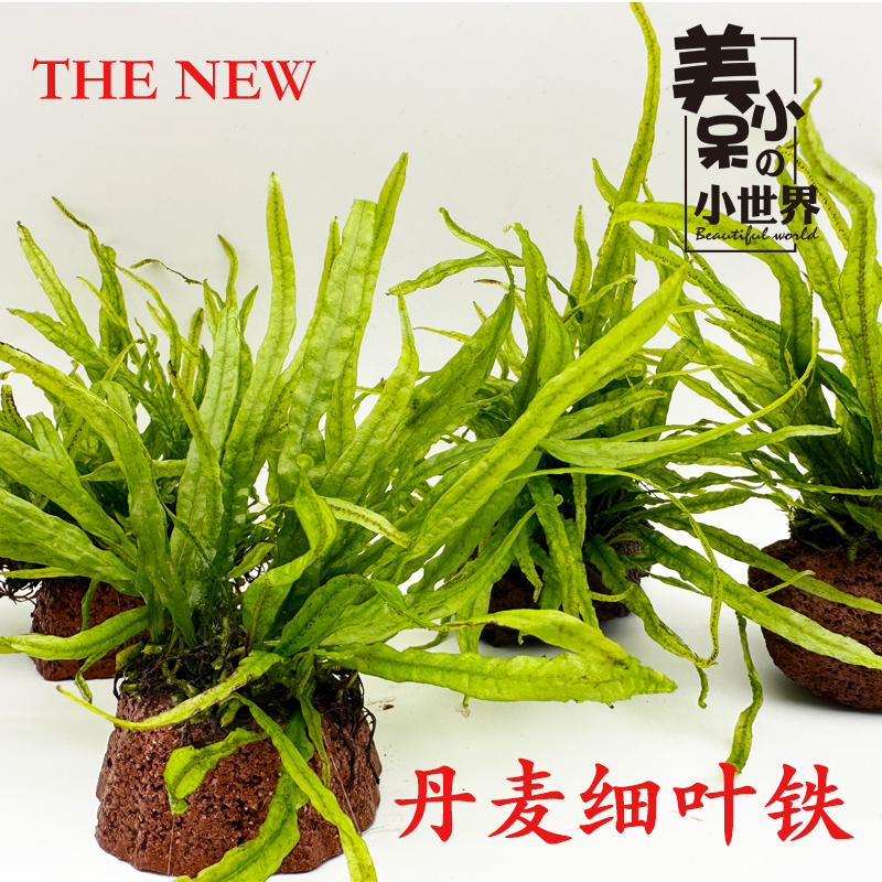 丹麦细叶铁皇冠鱼缸沉木造景阴性