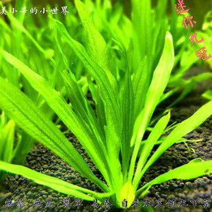迷你九冠鱼缸装饰活体造景阴性水中绿植增氧净化水质新手易养水草