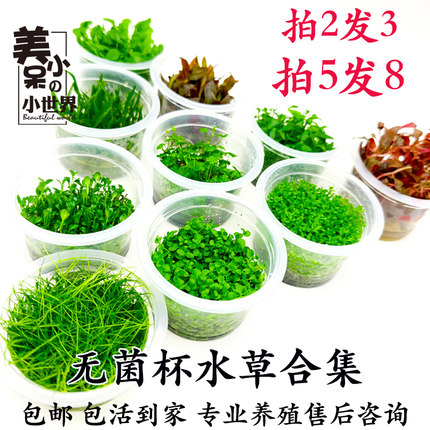 迷你牛毛无菌杯鱼缸造景爬地矮珍珠挖耳天湖葵迷你椒叉柱花前景草