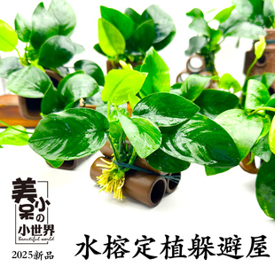 美小呆定植屋水榕躲避屋鱼缸造景装饰植物南美鱼虾躲避屋陶罐真草