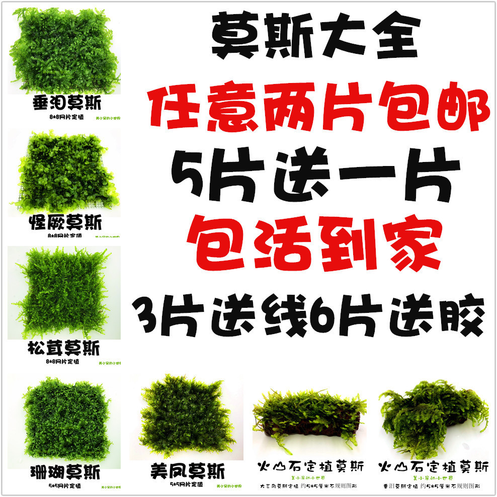 鱼缸沉木造景散装莫斯水晶鹿角苔火焰垂泪松茸怪厥大三角阴性水草