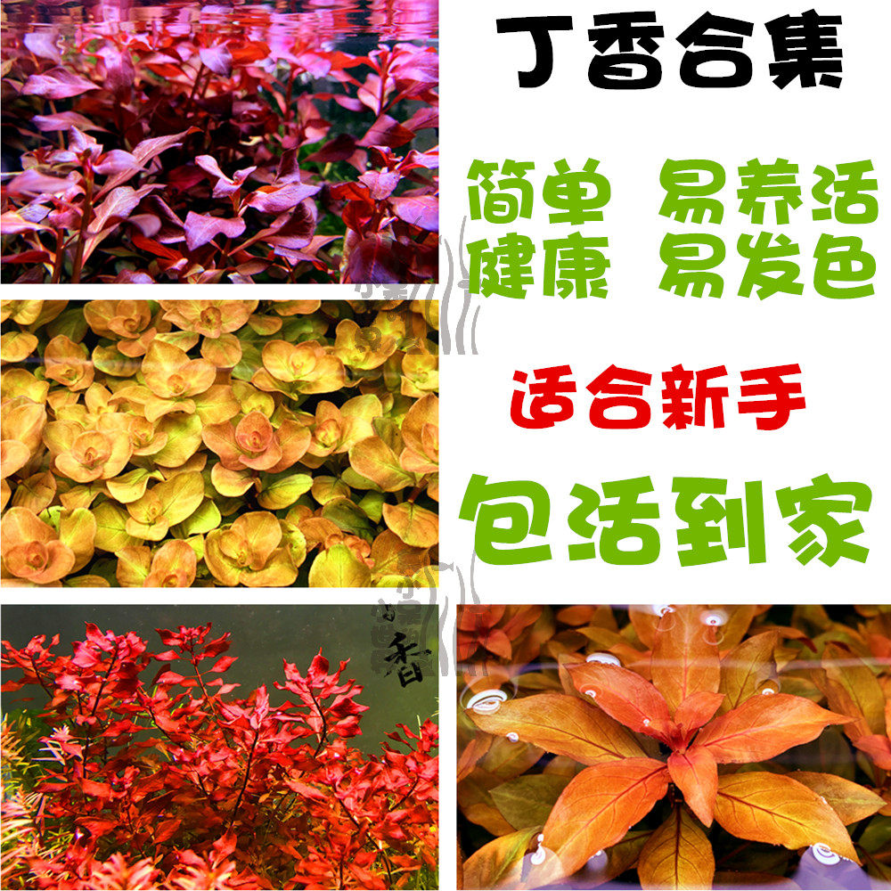 丁香合集玫瑰紫红卵叶北美红唇丁香草缸中后景鱼缸造景活体水草