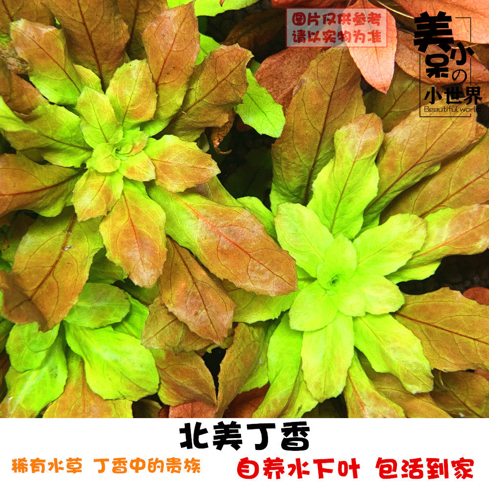 北美丁香自养水草活体 淡水鱼缸草缸造景有茎类真活体中前景水草