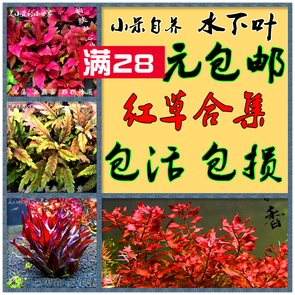 鱼缸活体水草中景后景荷兰景紫丁香红宫廷夕烧红蝴蝶红宫廷红草