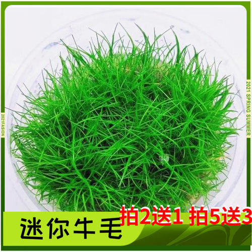 水草迷你矮珍珠价格 多少钱 水草迷你矮珍珠价格 多少钱