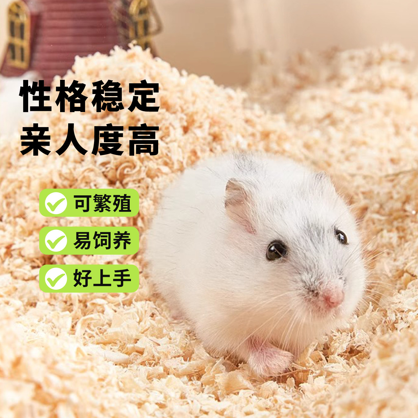 向小希仓鼠活物温顺不咬人成年银狐布丁紫仓老公公活体宠物可繁殖,宠物/宠物食品及用品,笼子,淘宝优惠券,粉丝福利购,淘宝优惠卷