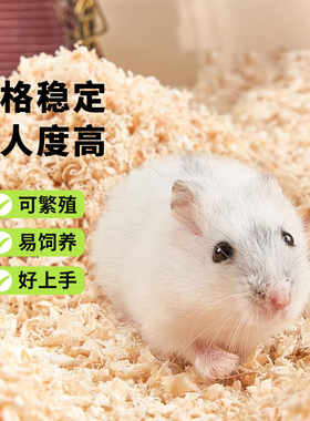 向小希仓鼠活物温顺不咬人成年银狐布丁紫仓老公公活体宠物可繁殖