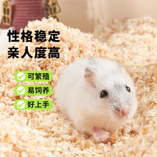 向小希仓鼠活物无需打疫苗
