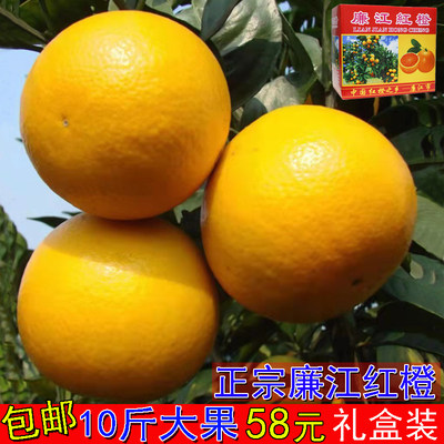 廉江红橙0-8℃10斤青平镇红江橙