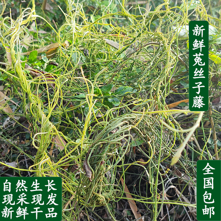 广西野生新鲜中药材袋装菟丝子无娘藤金丝藤豆寄生无根草菟丝藤