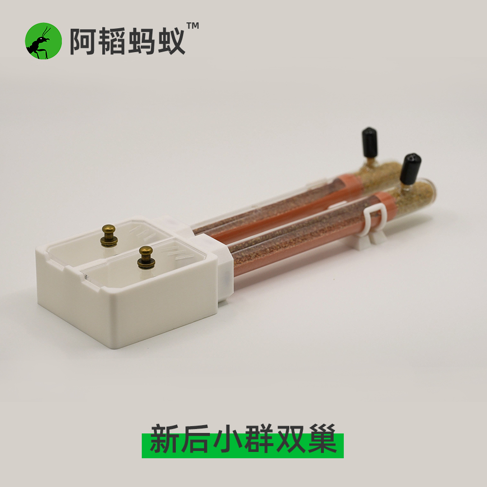 蚂蚁活动区可养小群双巢版