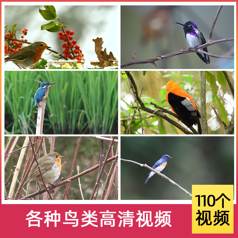 高清视频素材 鸟 枝头小鸟 各种鸟类 自媒体剪辑素材
