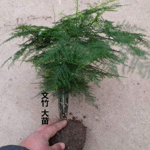 文竹盆栽绿植花卉文竹大苗客厅室内外小盆栽绿植水培四季常青美观