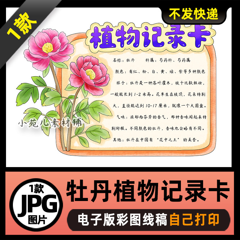 1061牡丹手抄报植物记录卡植物名片手抄报电子版线稿图片素材