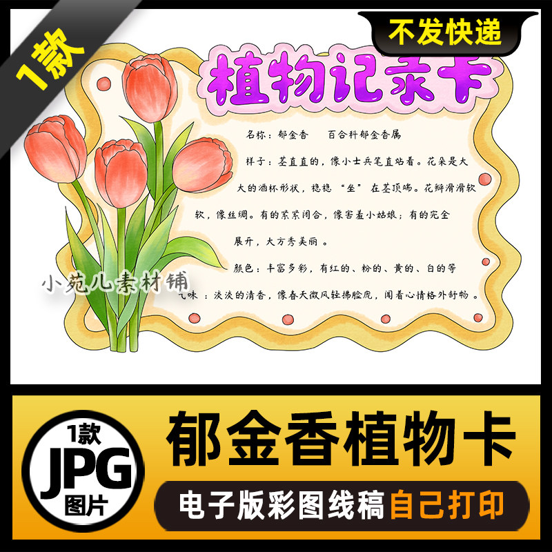 1062郁金香手抄报植物记录卡植物名片手抄报电子版线稿图片素材