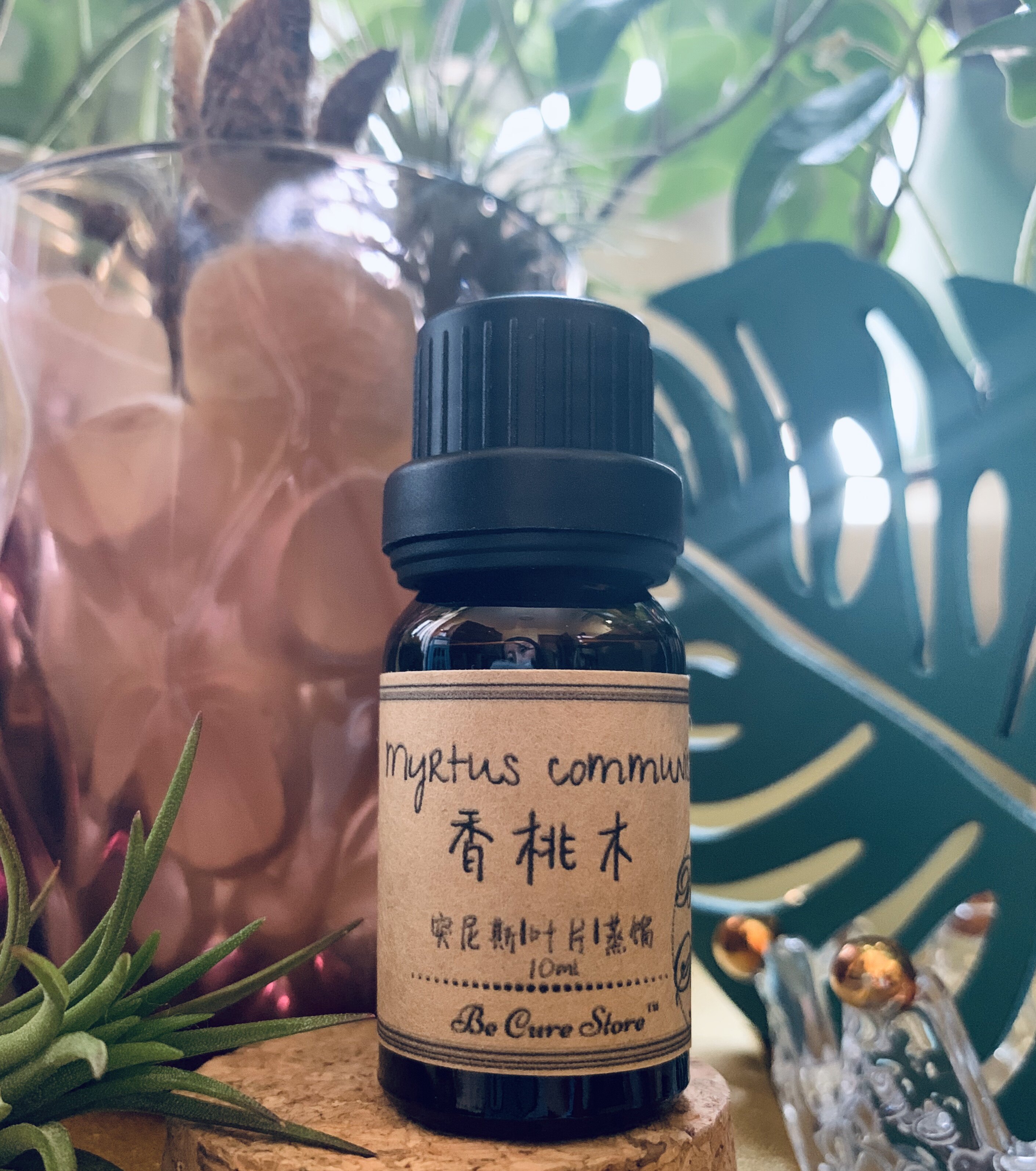 呼吸道用油突尼斯香桃木直面自我