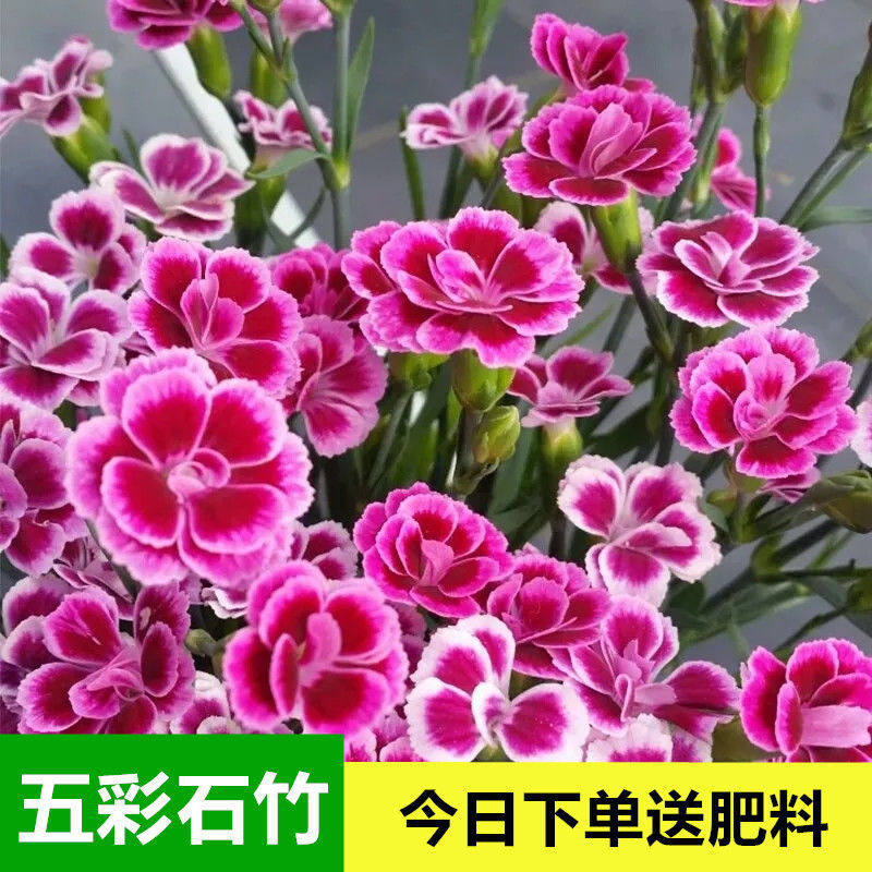 五彩石竹花种子四季阳台盆栽易活须苞石竹常夏石竹美国石竹花春播