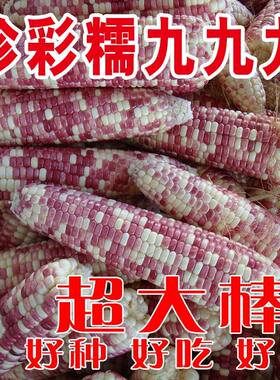 非转基因四季香甜糯玉米种子