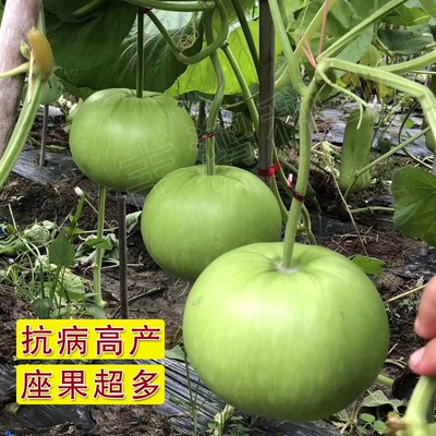 食用葫芦阳台盆栽爬藤蔬菜种子