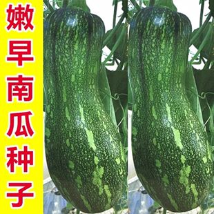 早熟嫩早秘本南瓜种子嫩南瓜种长蔓吃藤小南瓜早熟春季田园蔬菜孑