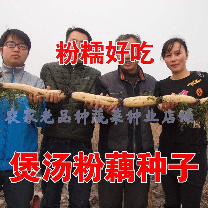 高产四季种子荷花四季