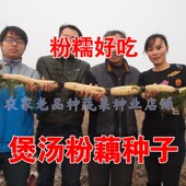 高产食用粉莲藕种子大型荷花种苗稻田池塘泥地深水浅水四季 菜莲藕