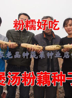高产四季种子荷花四季