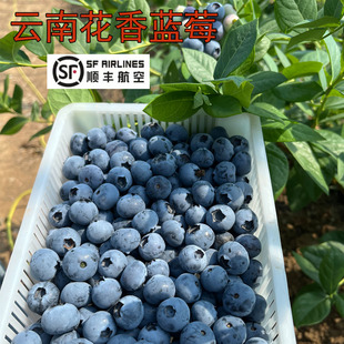 云南花香蓝莓L25新鲜现摘现发果园直发脆甜蓝莓酸甜可口