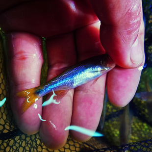 广东惠州新流域原生异鱲鱼观赏鱼溪流精灵好养群游温顺稀有冷水鱼