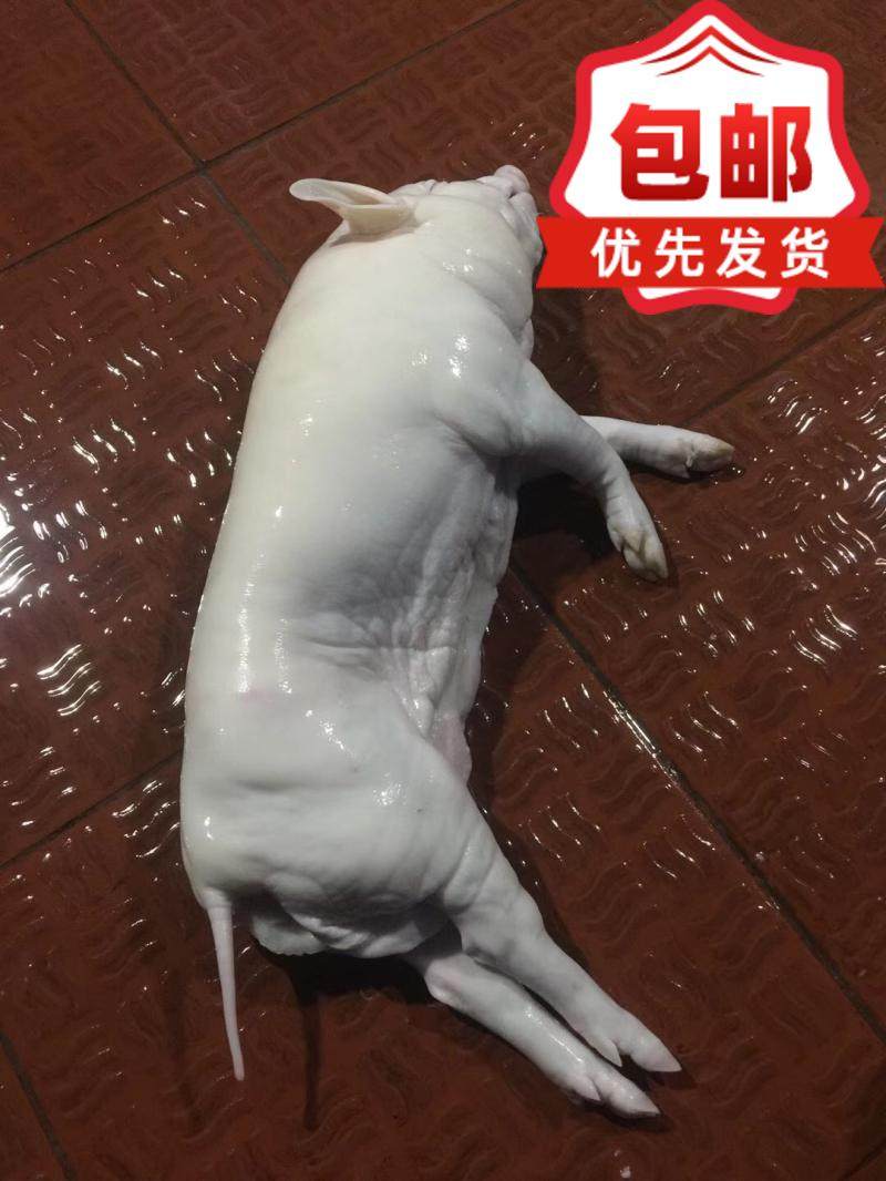 乳猪 新鲜整只25-60斤的重其它猪肉类