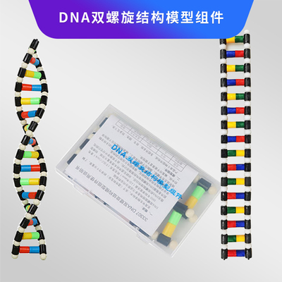 DNA双螺旋结构模型组件33307高中学生用生物实验器材dna教学仪器