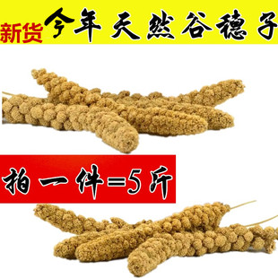 2025年新天然黄谷穗小米穗带壳谷子虎皮牡丹鹦鹉仓鼠粮食逗鼠棒
