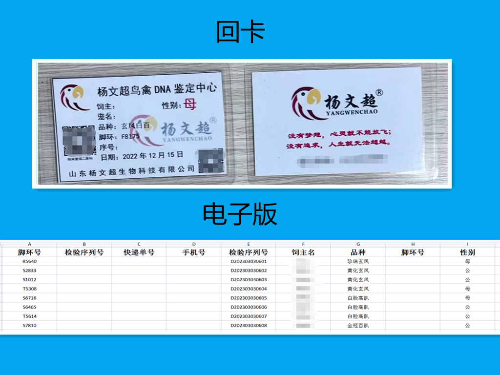 鹦鹉观赏鸟DNA鸽子性别鉴定验卡雏鸟幼鸟公母检测鸟禽公母dna