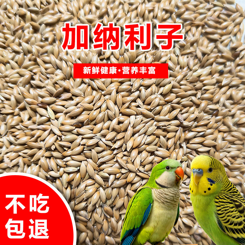 新货进口加纳利子/鹦鹉鸟食/油尖粟/白尖粟 草庐籽鸟粮包邮
