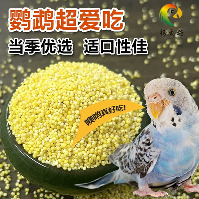 优质黄小米脱壳一件多省包邮饲料