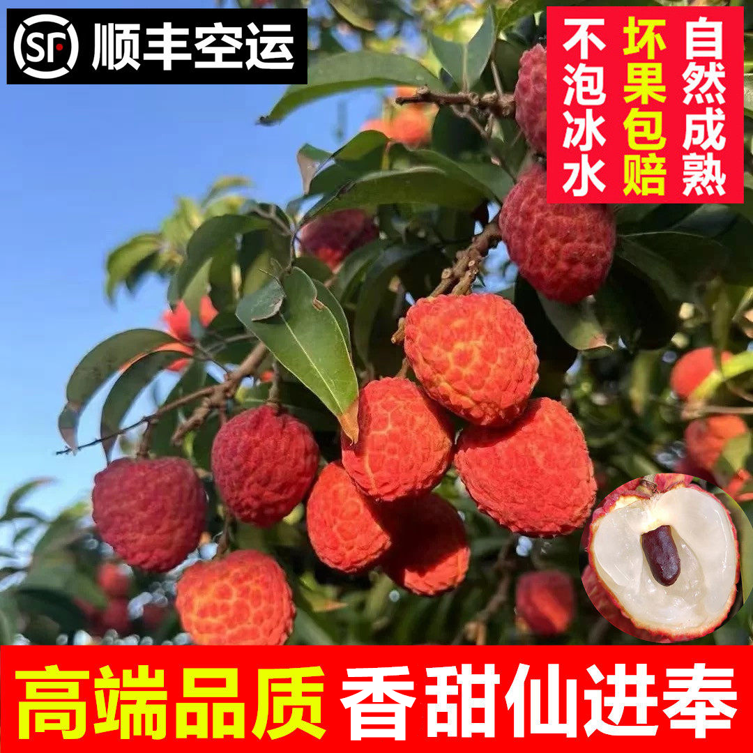 新鲜荔枝高端品种荔枝官方推荐